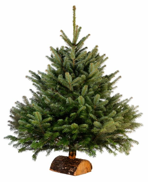 Sapin Nordmann