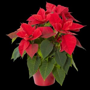 Poinsettia