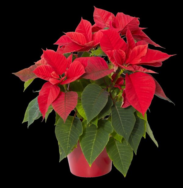 Poinsettia